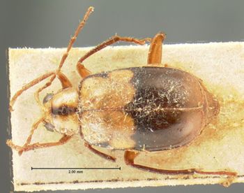 Media type: image; Entomology 18456   Aspect: habitus dorsal view